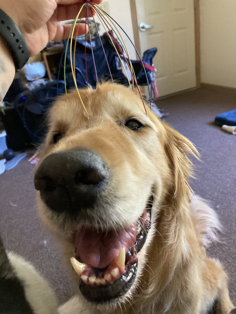 Timber “Gross Manor’s I’ll Be The One You Won’t Forget”, a Golden Retriever tested with EmbarkVet.com