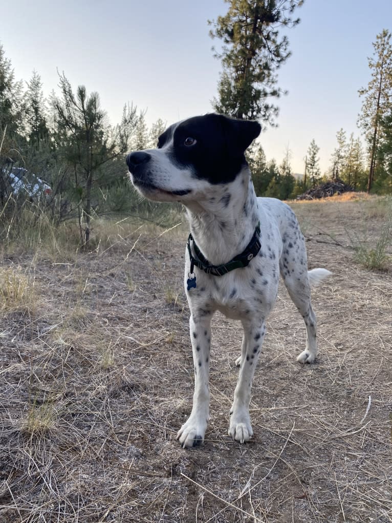 Franklin, a Chihuahua and American Pit Bull Terrier mix tested with EmbarkVet.com