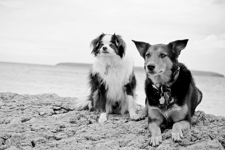 Bear, a Japanese Chin and Poodle (Small) mix tested with EmbarkVet.com