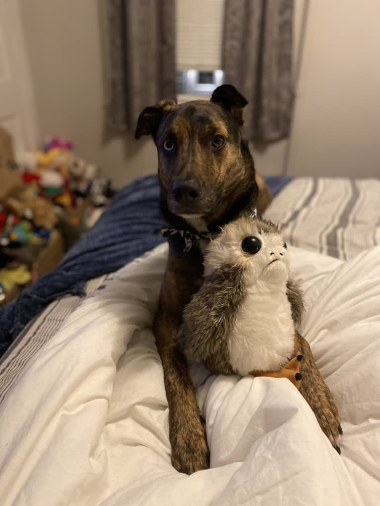 Waldo, a German Shepherd Dog and Dalmatian mix tested with EmbarkVet.com