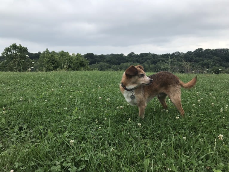 Wally, a Pomeranian and Chihuahua mix tested with EmbarkVet.com