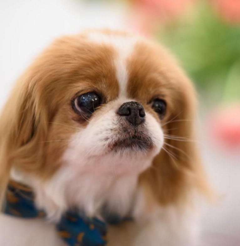 Underpants, a Japanese Chin tested with EmbarkVet.com