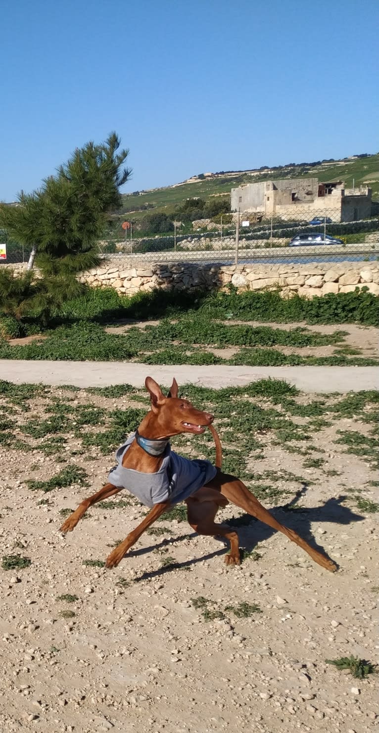 Rusty, a Pharaoh Hound tested with EmbarkVet.com