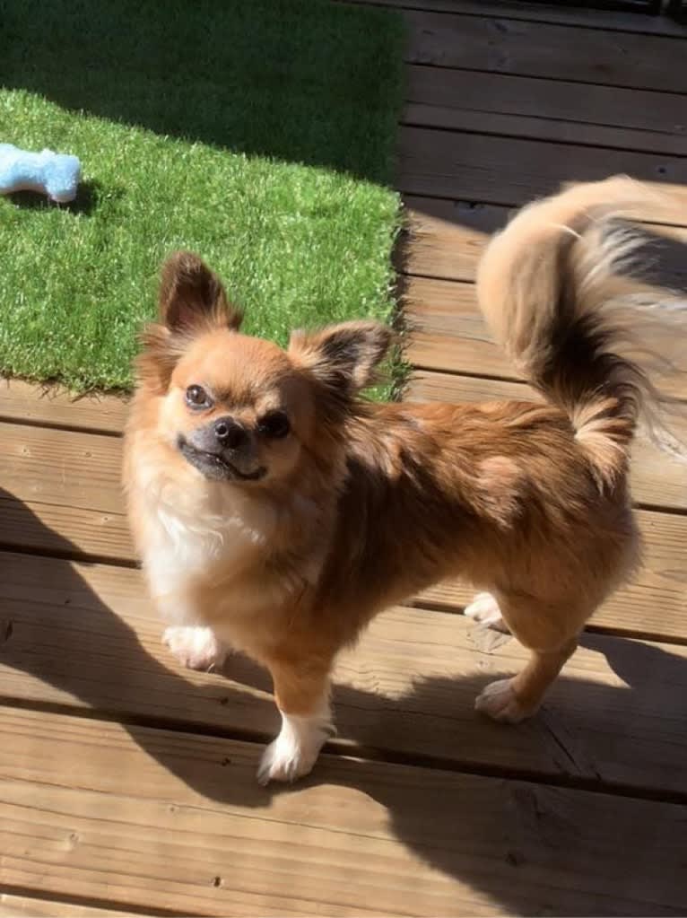 Daphne, a Chihuahua tested with EmbarkVet.com
