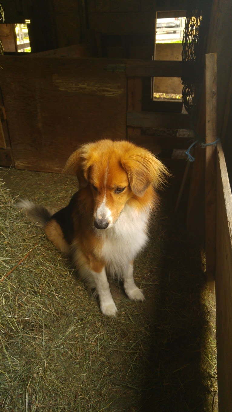 Buddy, a German Shepherd Dog and Collie mix tested with EmbarkVet.com