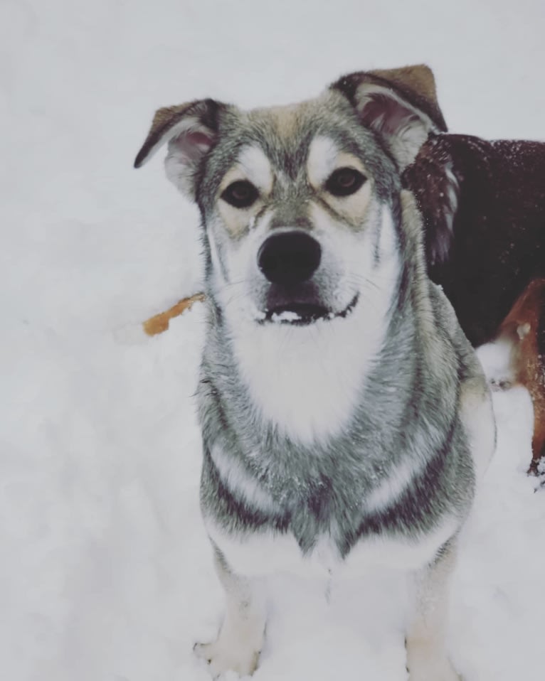 Timber, a Siberian Husky and American Bulldog mix tested with EmbarkVet.com