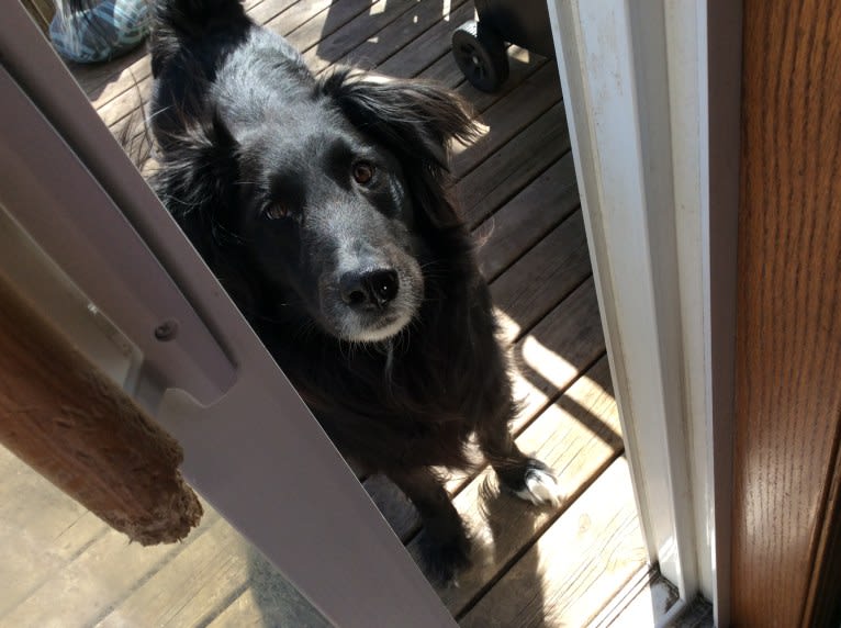 Zane, a Shetland Sheepdog and Labrador Retriever mix tested with EmbarkVet.com