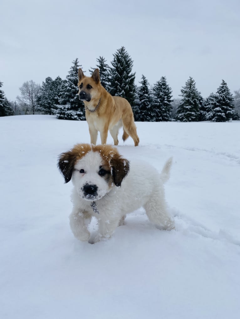 Boban, a German Shepherd Dog and Great Pyrenees mix tested with EmbarkVet.com