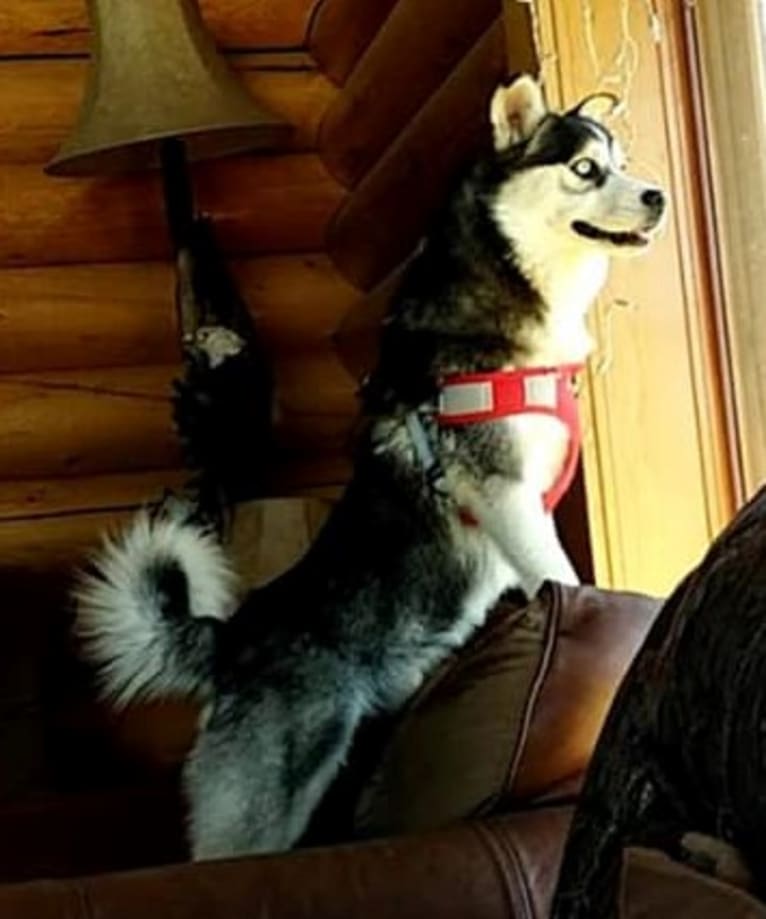 Canyon, an American Eskimo Dog and Siberian Husky mix tested with EmbarkVet.com