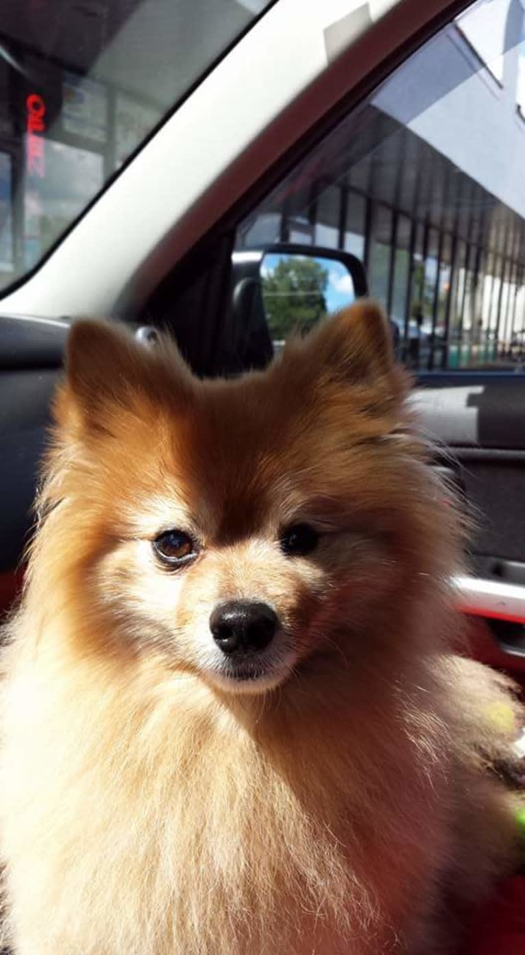 Zeke, a Pomeranian tested with EmbarkVet.com