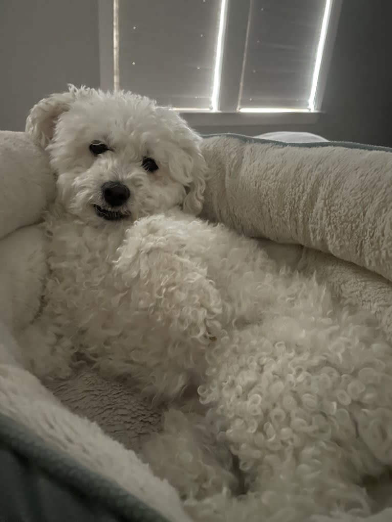 Henry, a Bichon Frise tested with EmbarkVet.com