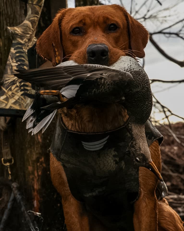 Rip, a Labrador Retriever tested with EmbarkVet.com