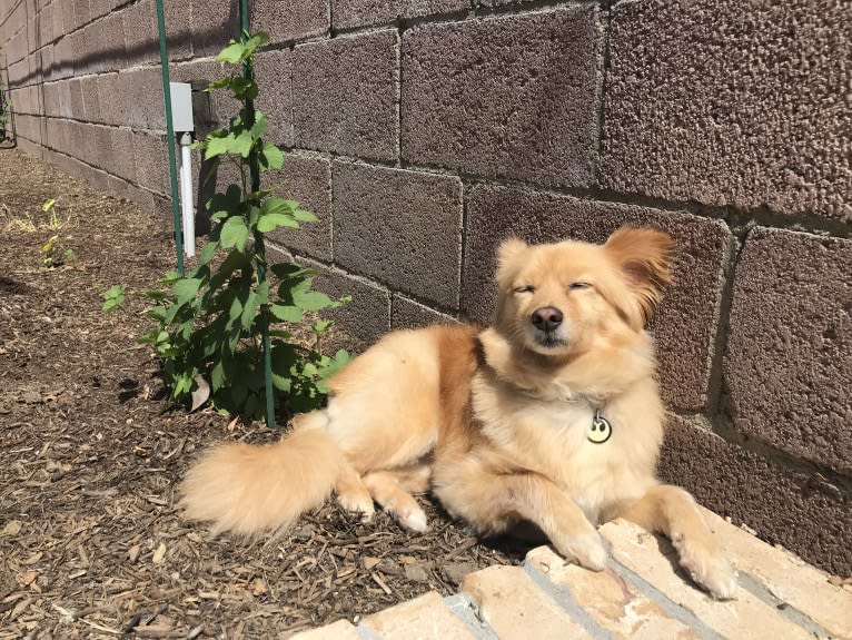 Obi, a Pomeranian and Chihuahua mix tested with EmbarkVet.com