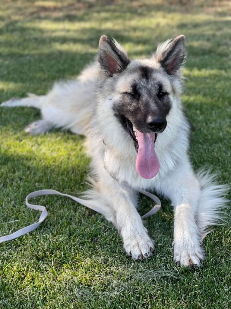 Yuno, a German Shepherd Dog tested with EmbarkVet.com