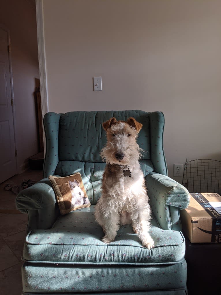 Finn, a Wire Fox Terrier tested with EmbarkVet.com