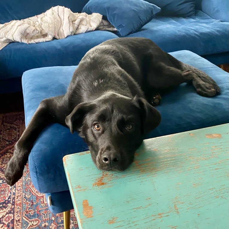 Saint, a Labrador Retriever and German Shepherd Dog mix tested with EmbarkVet.com