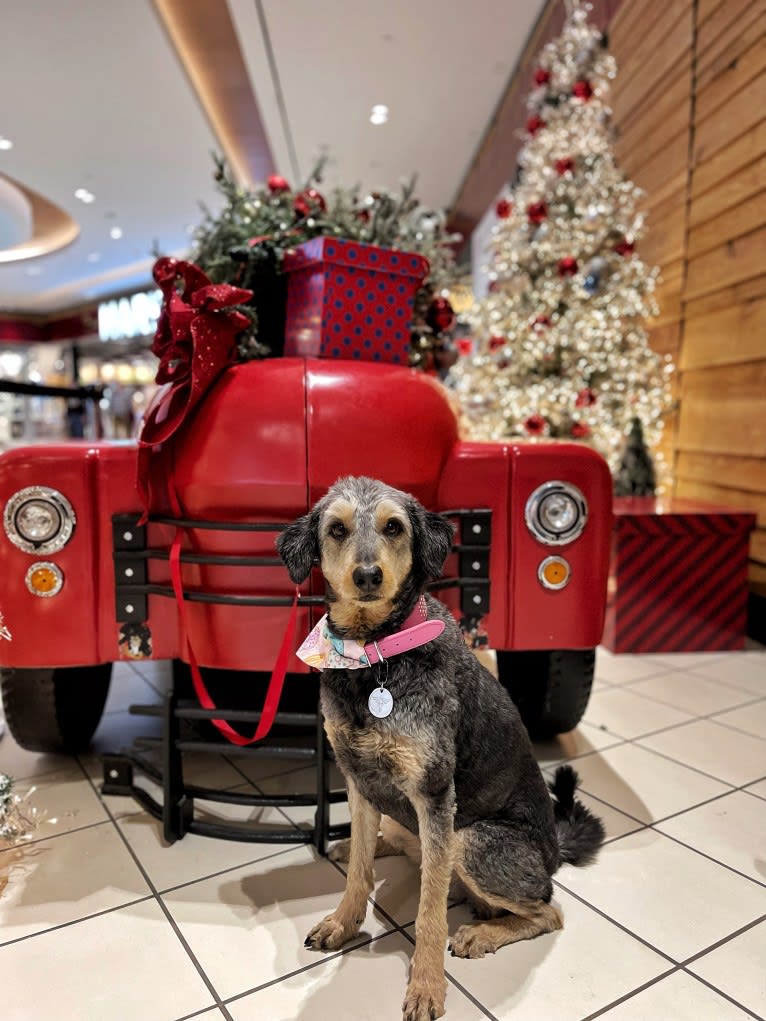 Hayley, an Aussiedoodle tested with EmbarkVet.com