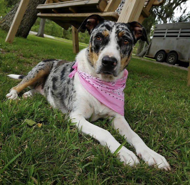 Roxie, an American Pit Bull Terrier and Australian Shepherd mix tested with EmbarkVet.com