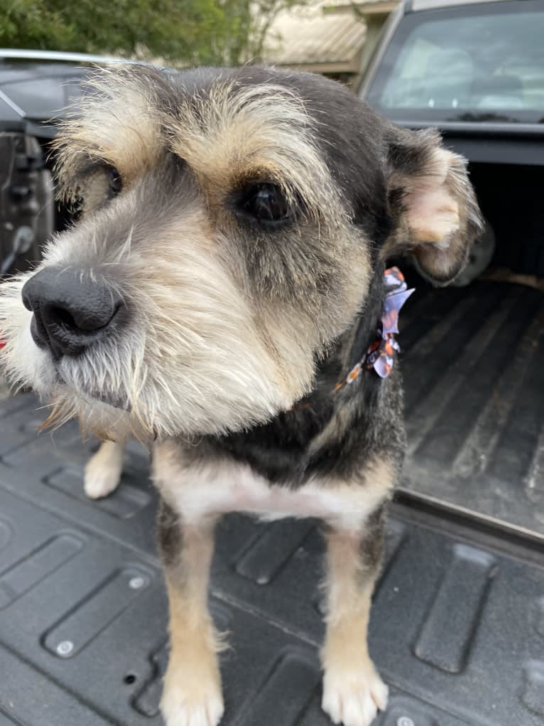 Bruno, a Bulldog and Miniature Schnauzer mix tested with EmbarkVet.com