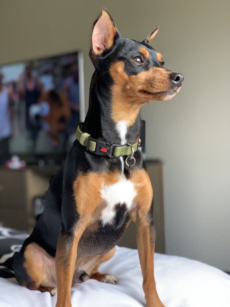 Vinny, a Miniature Pinscher tested with EmbarkVet.com