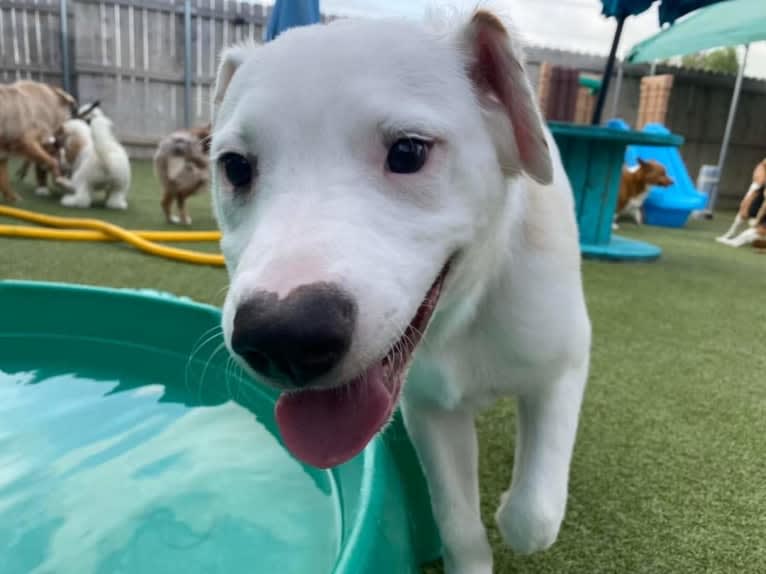 Thor, an American Pit Bull Terrier and Australian Shepherd mix tested with EmbarkVet.com