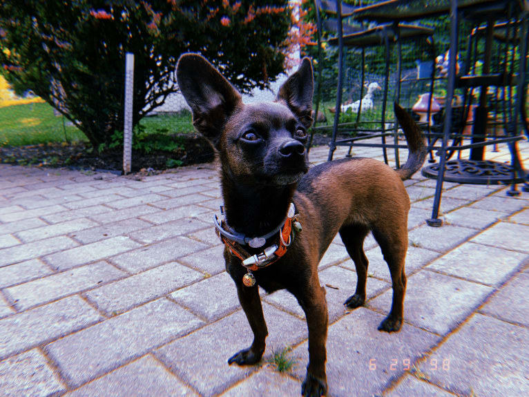 Doobie, a Chihuahua and Dachshund mix tested with EmbarkVet.com
