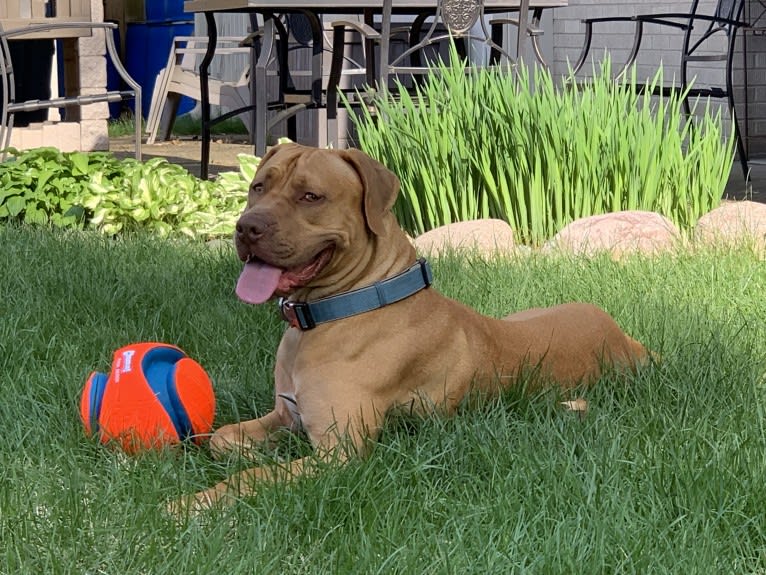 Marco, a Boerboel and American Pit Bull Terrier mix tested with EmbarkVet.com