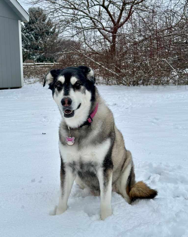 Keira, an Alaskan Malamute and Siberian Husky mix tested with EmbarkVet.com