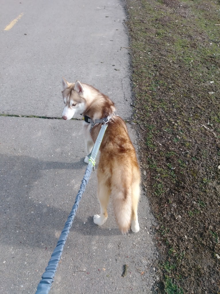 Freyja, a Siberian Husky tested with EmbarkVet.com