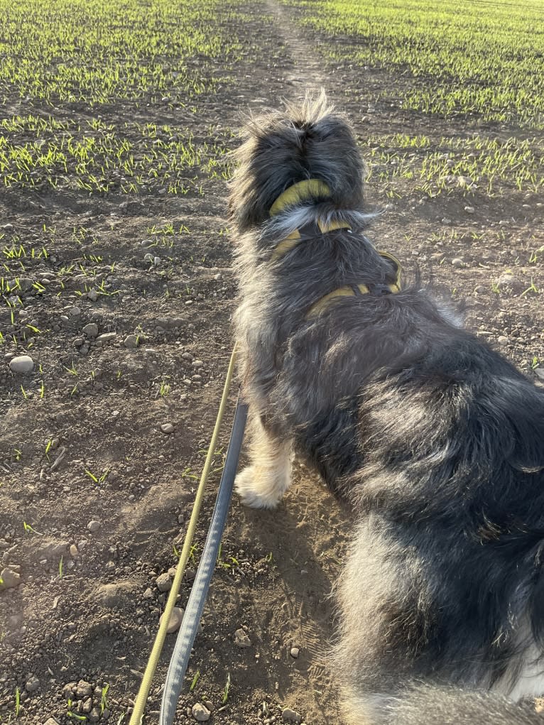 Bilbo, an Eastern European Village Dog tested with EmbarkVet.com