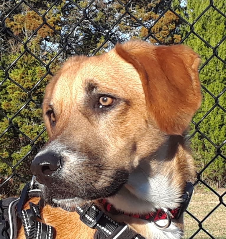 Harley, a Great Pyrenees and American Pit Bull Terrier mix tested with EmbarkVet.com