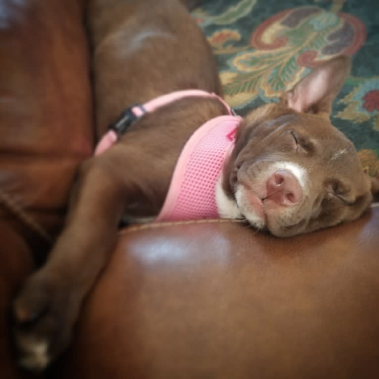 Cassidy, a Boston Terrier and Labrador Retriever mix tested with EmbarkVet.com