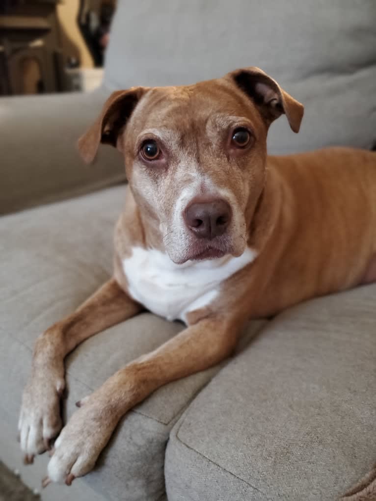 Buttercup, an American Pit Bull Terrier and Labrador Retriever mix tested with EmbarkVet.com