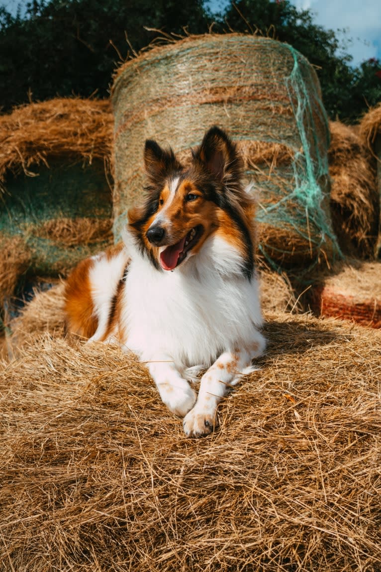 Nyx Rossie, a Collie tested with EmbarkVet.com