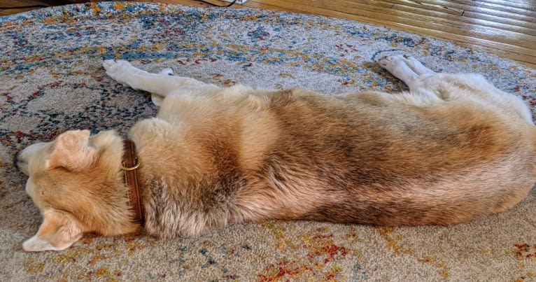 Yuca Molé, a Rottweiler and Siberian Husky mix tested with EmbarkVet.com