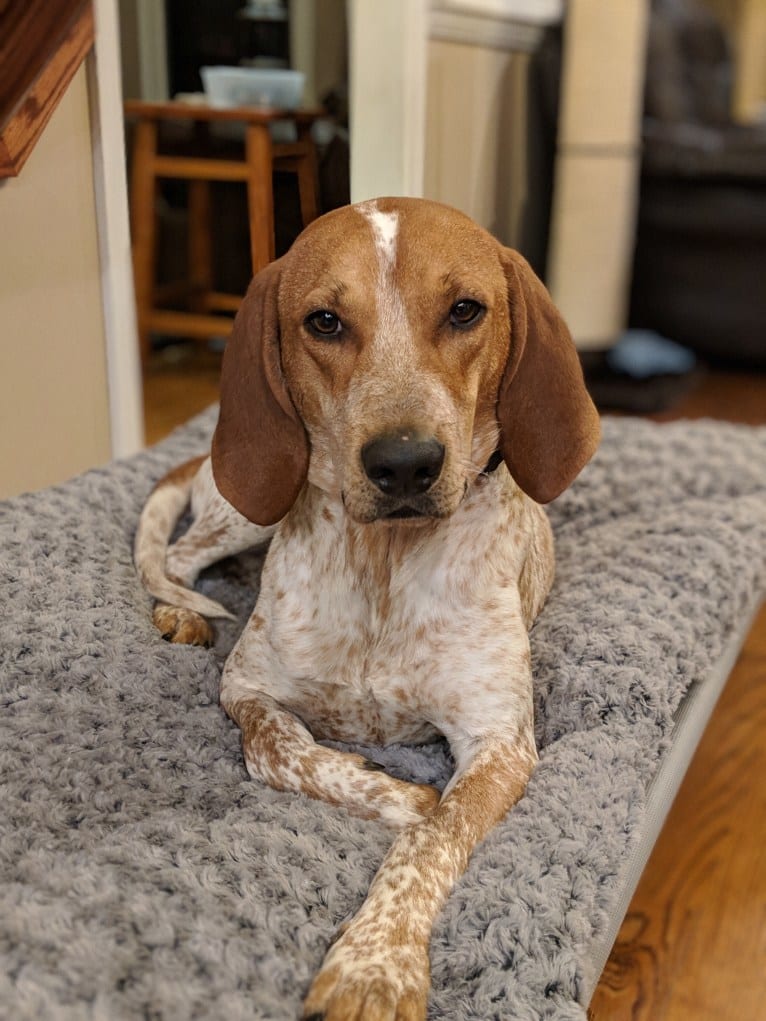 Ozloe, an American English Coonhound tested with EmbarkVet.com