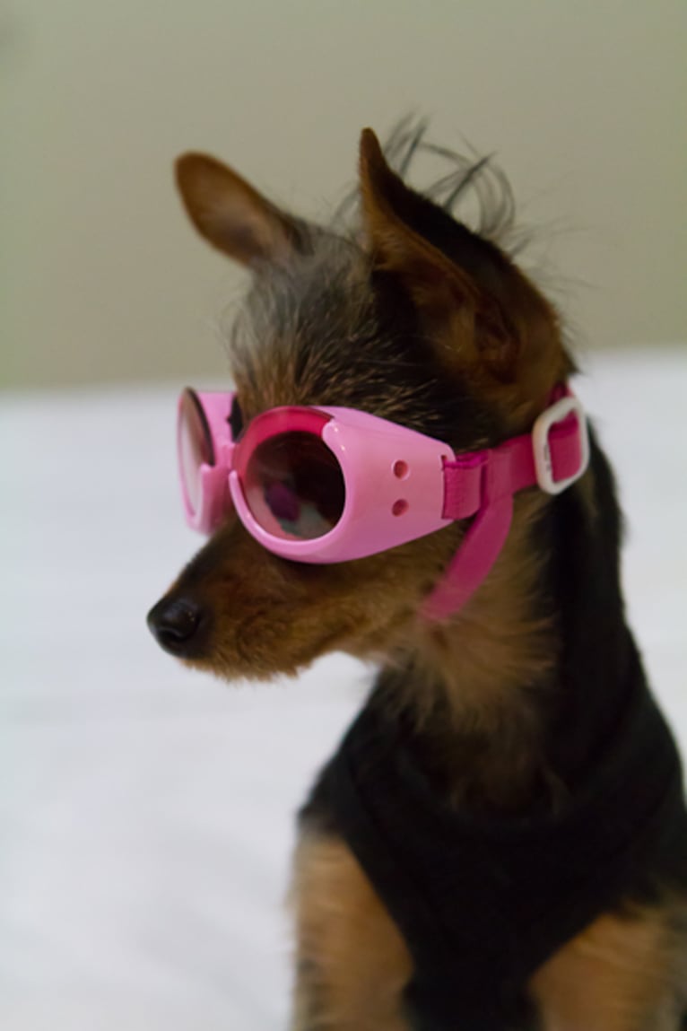 Lucy, a Yorkshire Terrier and Miniature Pinscher mix tested with EmbarkVet.com