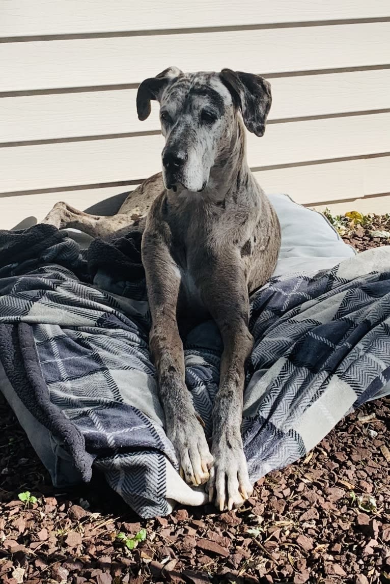 Nick, a Great Dane and Boxer mix tested with EmbarkVet.com