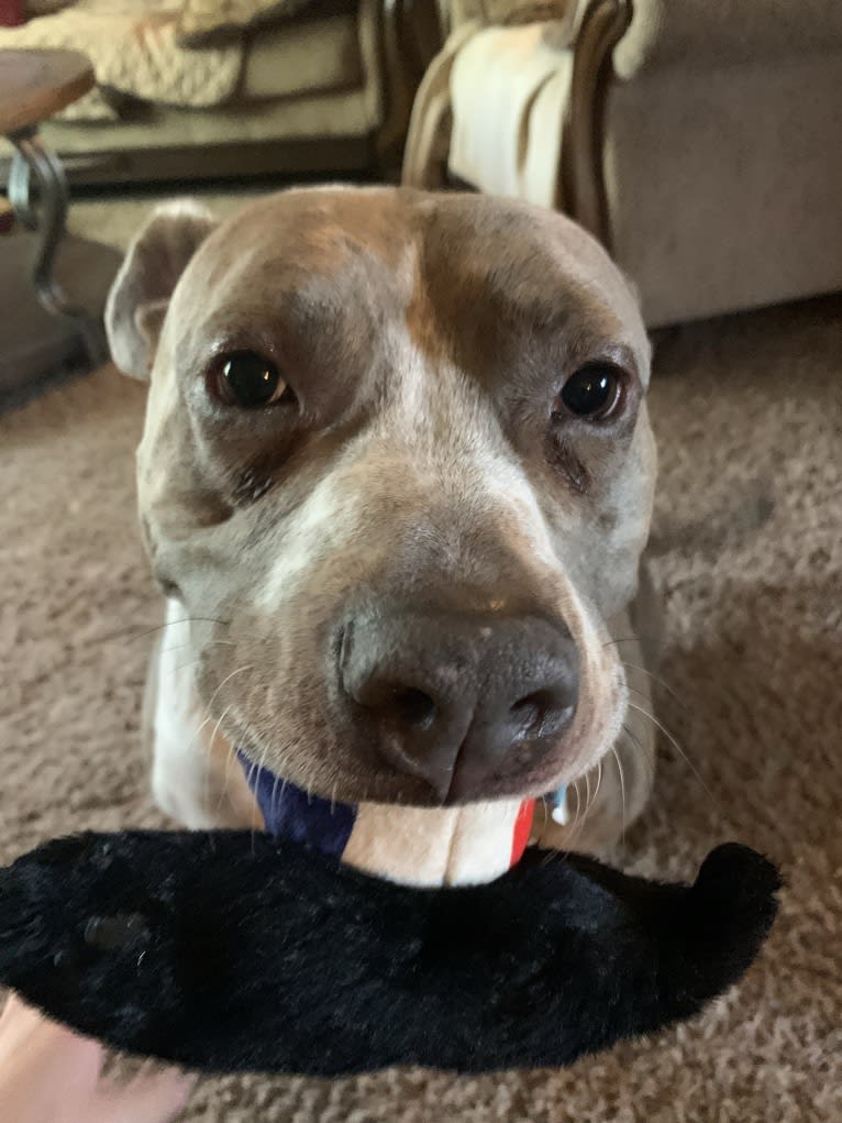 Rigby, an American Bully tested with EmbarkVet.com