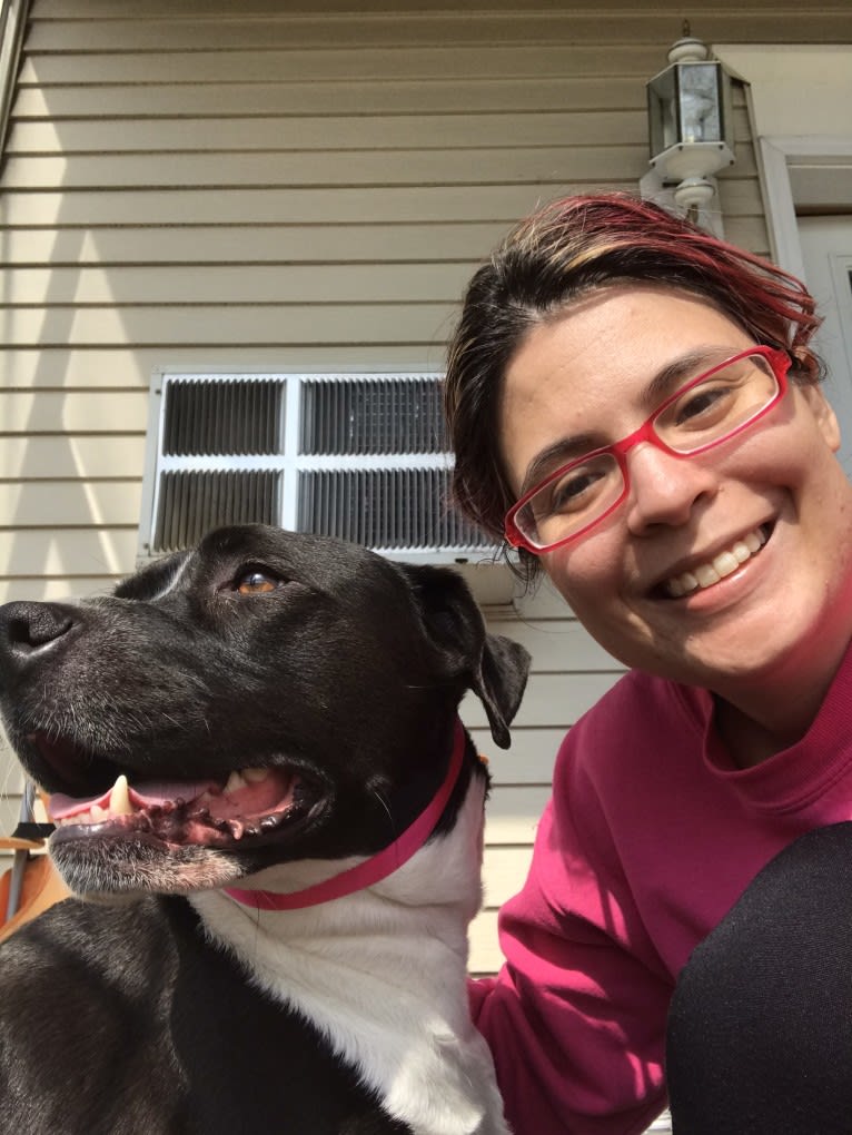 Roger, an American Bully and Rat Terrier mix tested with EmbarkVet.com