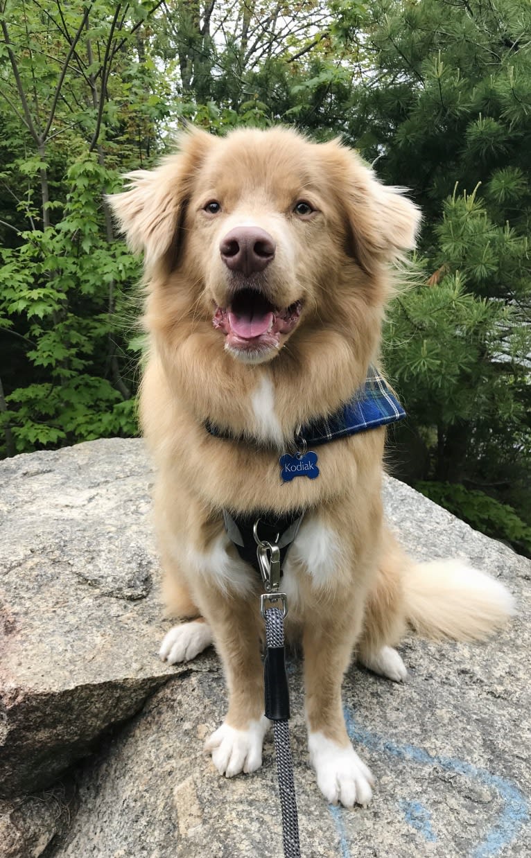 Kodiak, a Nova Scotia Duck Tolling Retriever tested with EmbarkVet.com