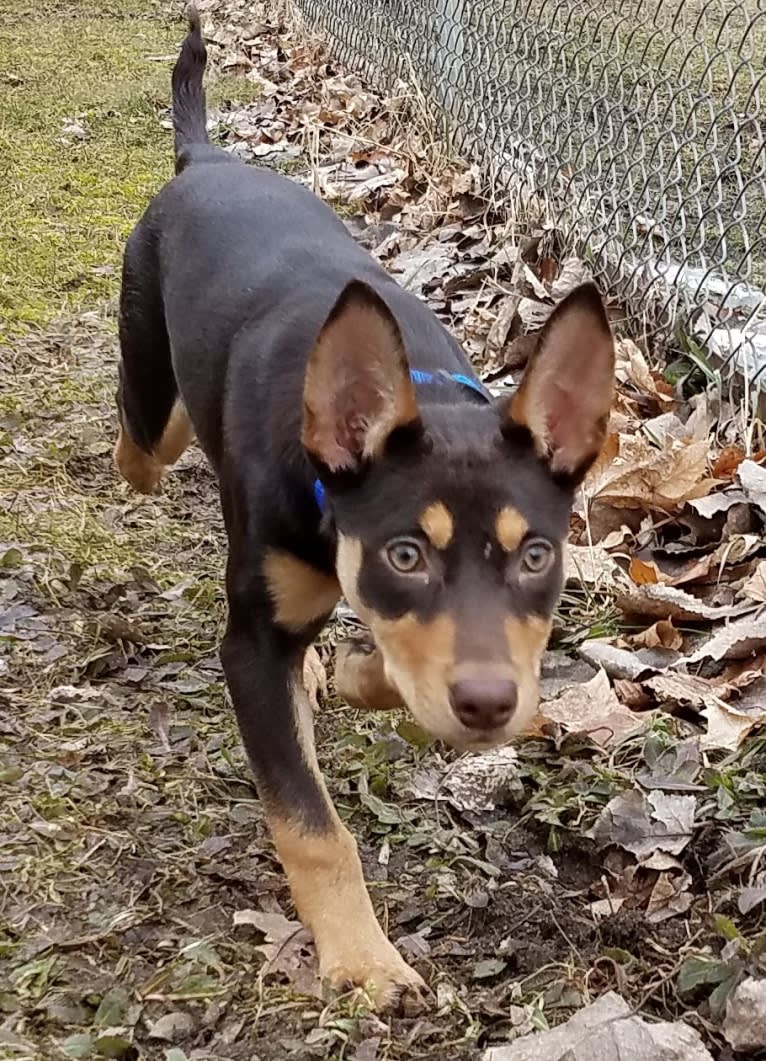 Mercy, an Australian Kelpie tested with EmbarkVet.com