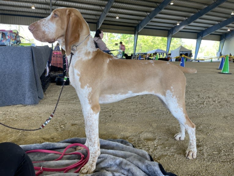 Saffron, a Bracco Italiano tested with EmbarkVet.com