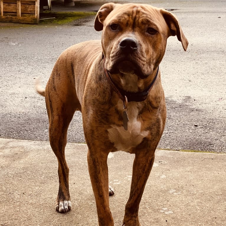 Hank, an American Pit Bull Terrier and American Bulldog mix tested with EmbarkVet.com