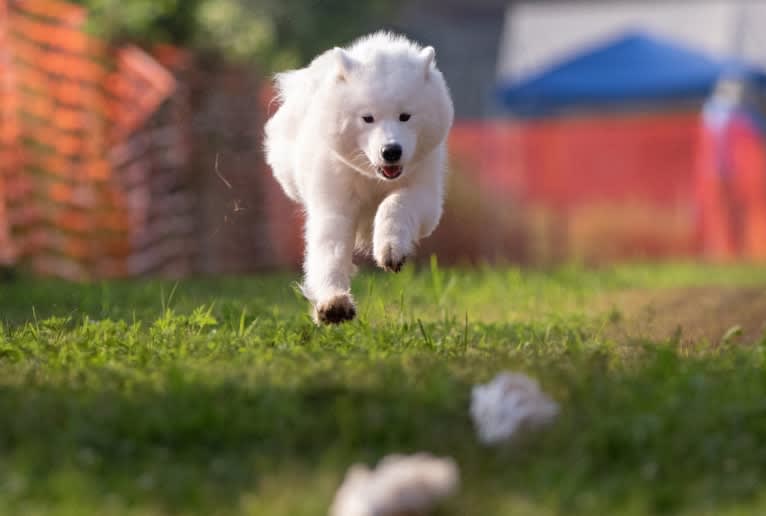 Letty, a Samoyed tested with EmbarkVet.com