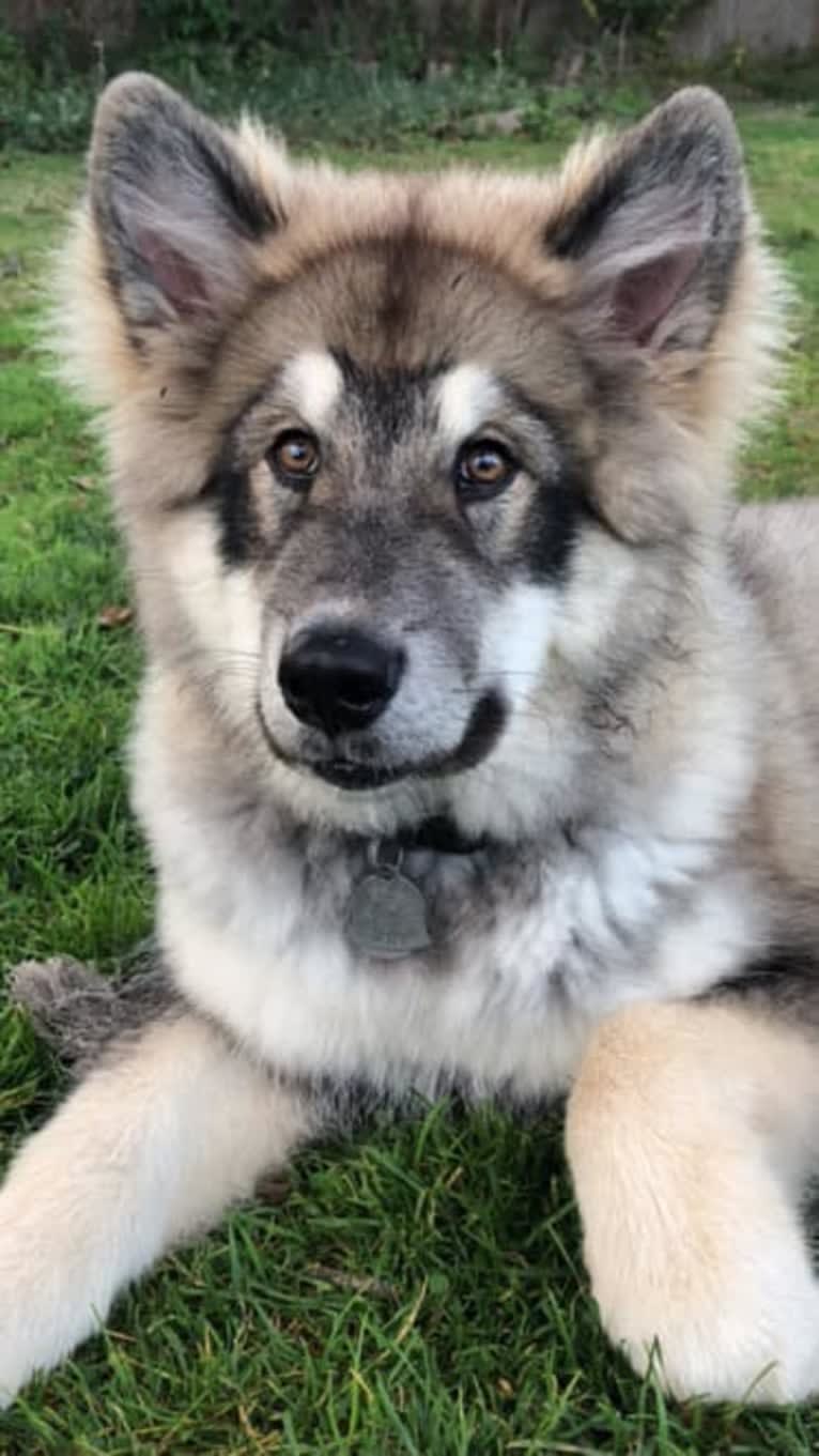 Appa, an Alaskan Malamute tested with EmbarkVet.com