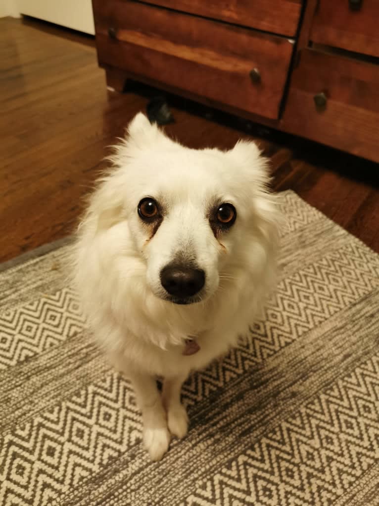 Eva, an American Eskimo Dog tested with EmbarkVet.com