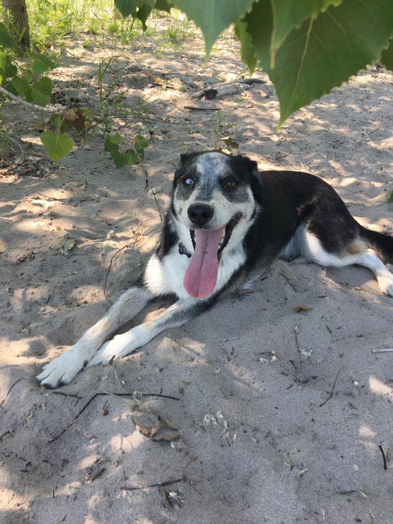 Rambo, a Siberian Husky and Rottweiler mix tested with EmbarkVet.com