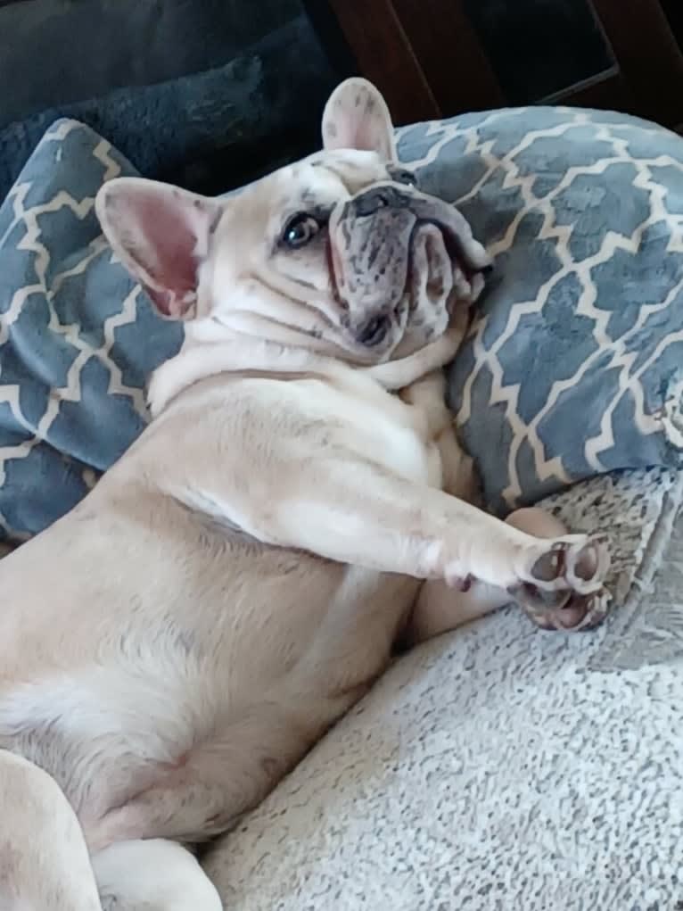 Stella Bean, or Butter Bean, a French Bulldog tested with EmbarkVet.com