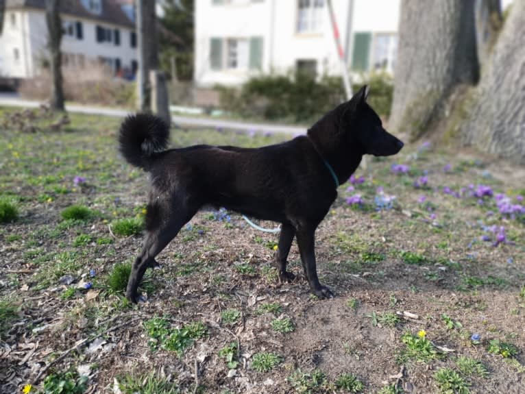 Moshae, a Canaan Dog tested with EmbarkVet.com